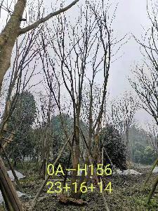 四川省-崇州市苗木基地直销52-53公分树姿端庄的精品丛生黄连木