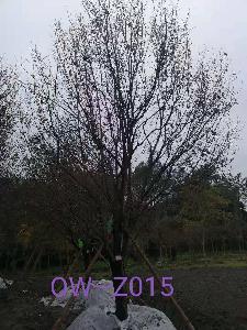 四川省-成都市苗木基地直销的D20公分树形优美-树姿端庄的精品紫叶李