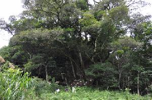 15公分蕈树-高度4.5米-冠幅3.5米-价格2800元