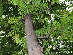 15公分椿树-高度3米-冠幅3米-价格800元