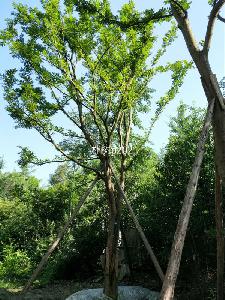 25-27公分朴树-高度8-11.5m-冠幅4-5m-价格4800-5500元
