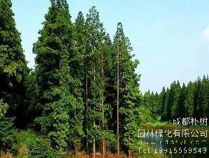 15公分水杉-高度5米-冠幅3米-价格1900元