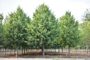 15公分椴树-高度6.8米-冠幅4米-价格5000元