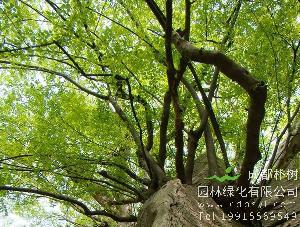 20公分青檀树-高度5米-冠幅4米-价格1300元