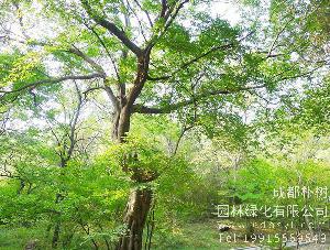 20公分青檀树-高度5米-冠幅4米-价格1300元