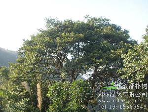15公分润楠树-高度5米-冠幅4米-价格4000元