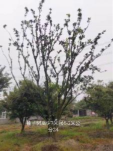 24公分精品柚子树价格3000元-高度6-7m-冠幅4-5m-苗圃新货
