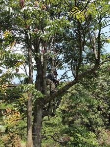 8公分伯乐树价格便宜600元-采购批发-订购伯乐树高度4米-冠幅2米