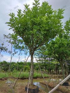 12公分吊瓜树价格便宜500元-采购批发-订购吊瓜树高度4米-冠幅2米