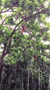 15公分吊瓜树价格公道1000元大量供应-高度5米-冠幅3米-在线订购