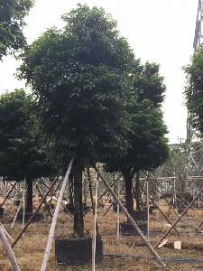 30公分苹婆树价格3500元-采购批发-订购苹婆树 高度5米-冠幅4米