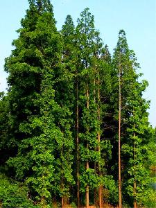 12公分水杉价格1600元-高度5m-冠幅3m-树形优美-价格实惠