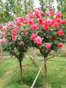精品蔷薇价格200元-规格0.8-1米-树形优美-价格实惠-在线订购